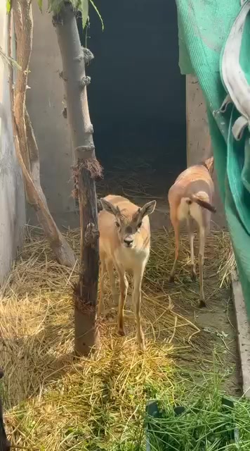 @Wildlife 🦌