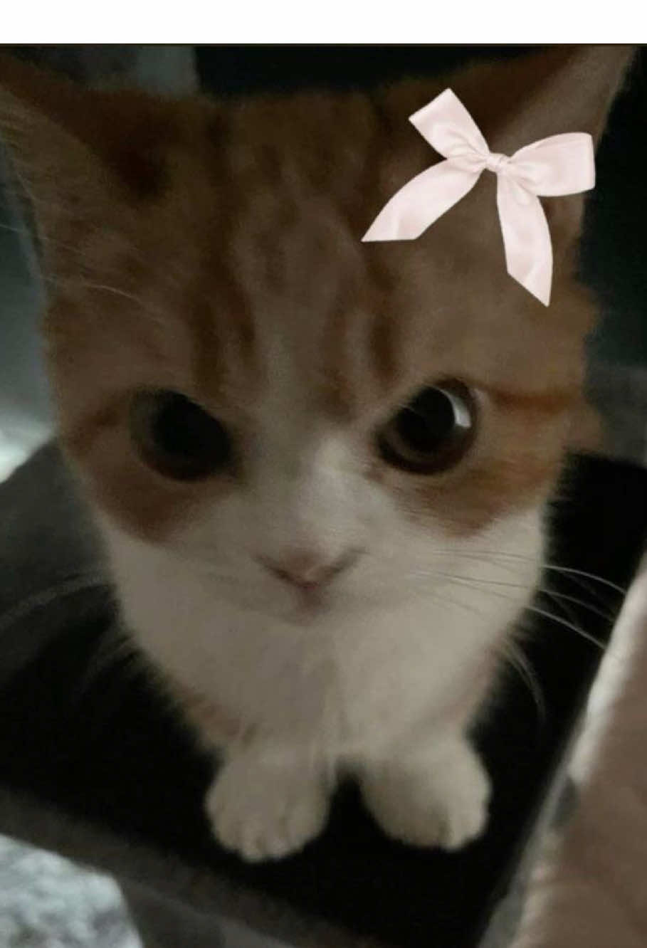 @ѕн&iota;к&iota;я&alpha;?