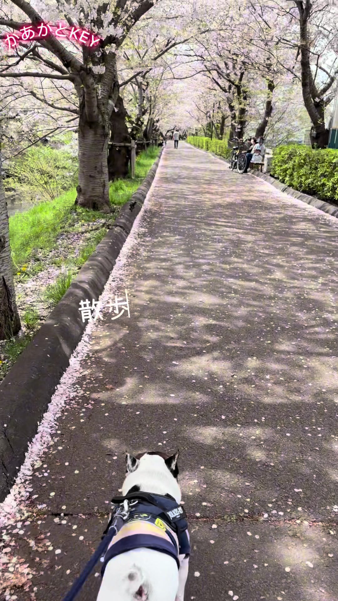 @かあかとKEY フレンチブルドックの日常