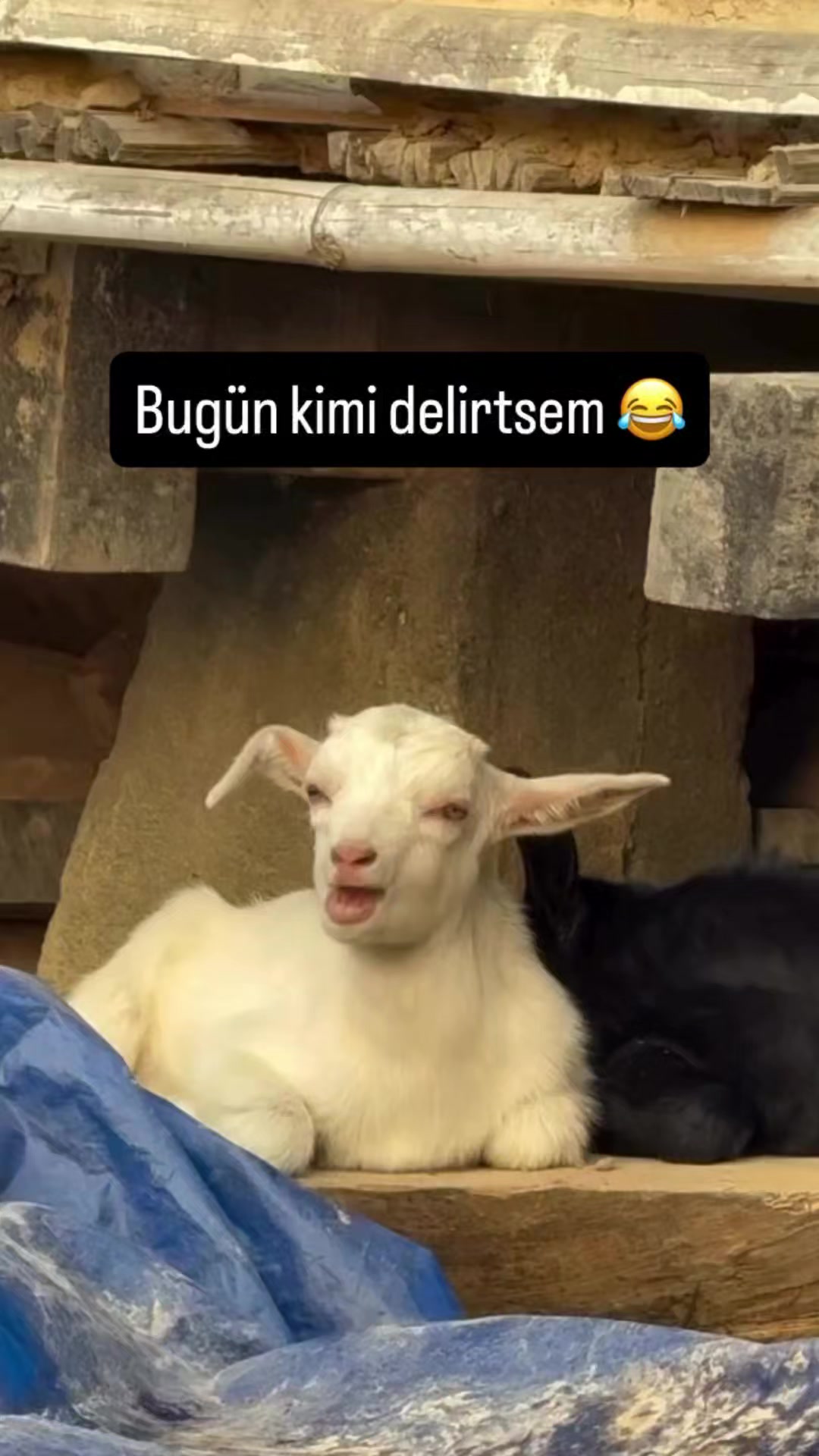 @Mehmet tc