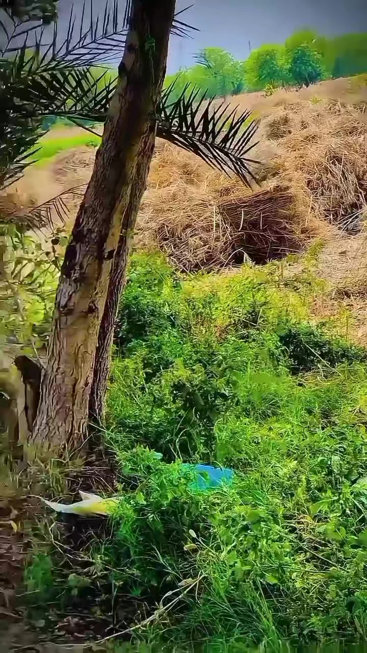 @zahidjutt711