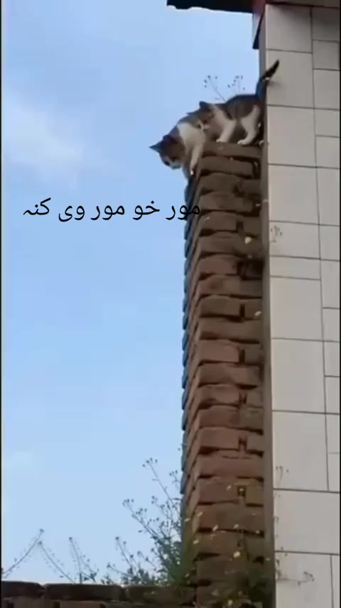 @KING DADO SULEMANKHEL8220