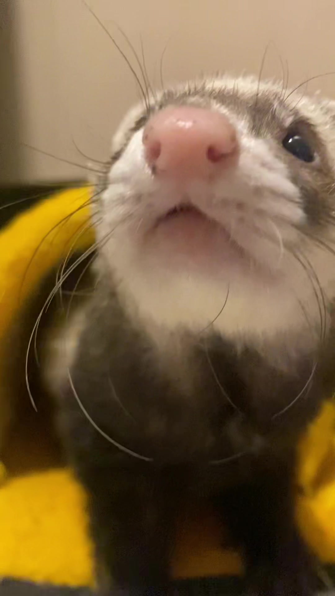 @FerretFiesta