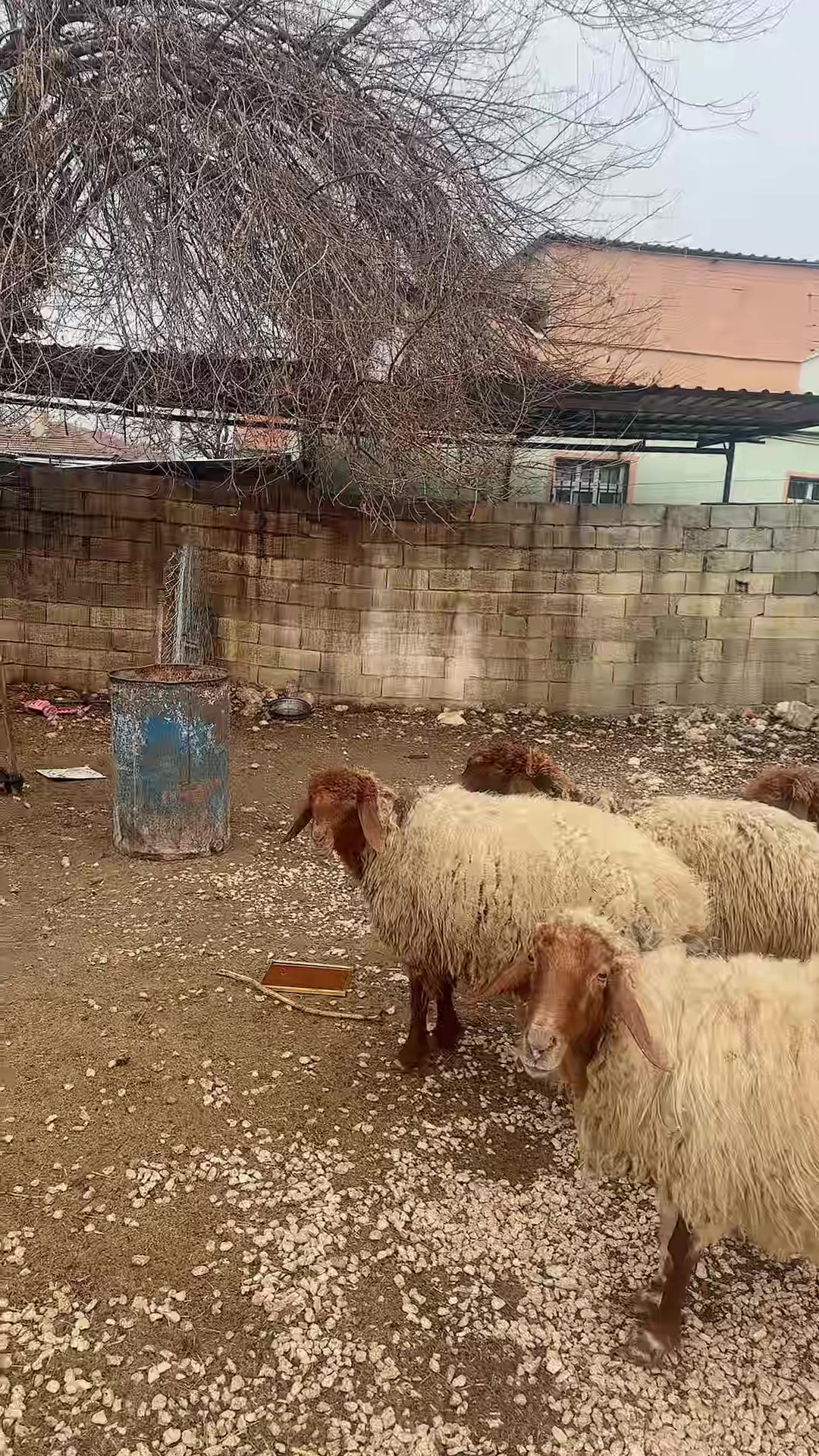 @Işim Olmaz