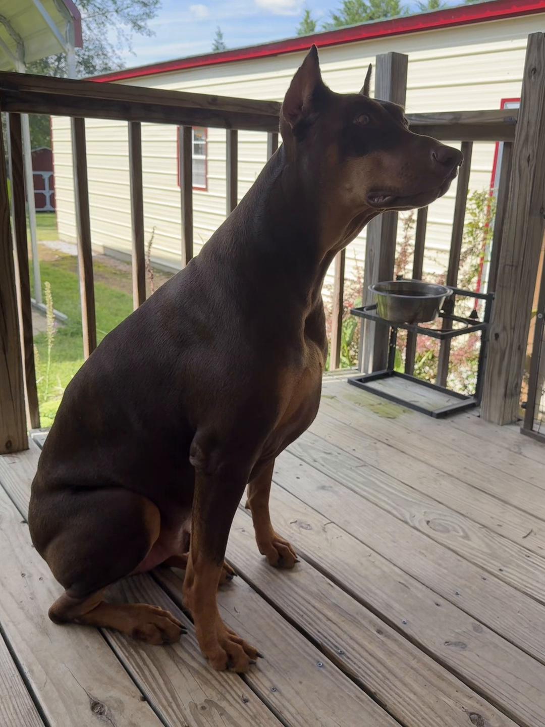 @Chocko The Doberman