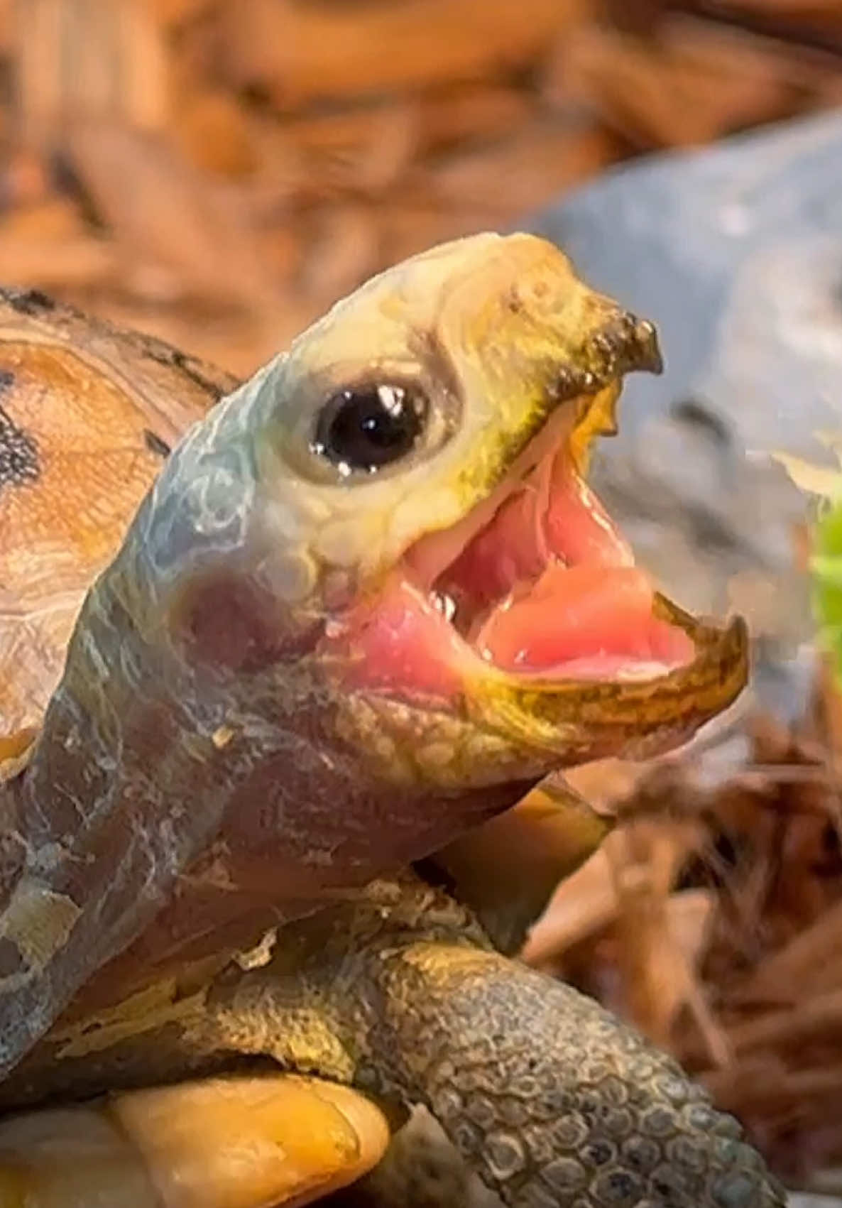 @Tommys_reptiles