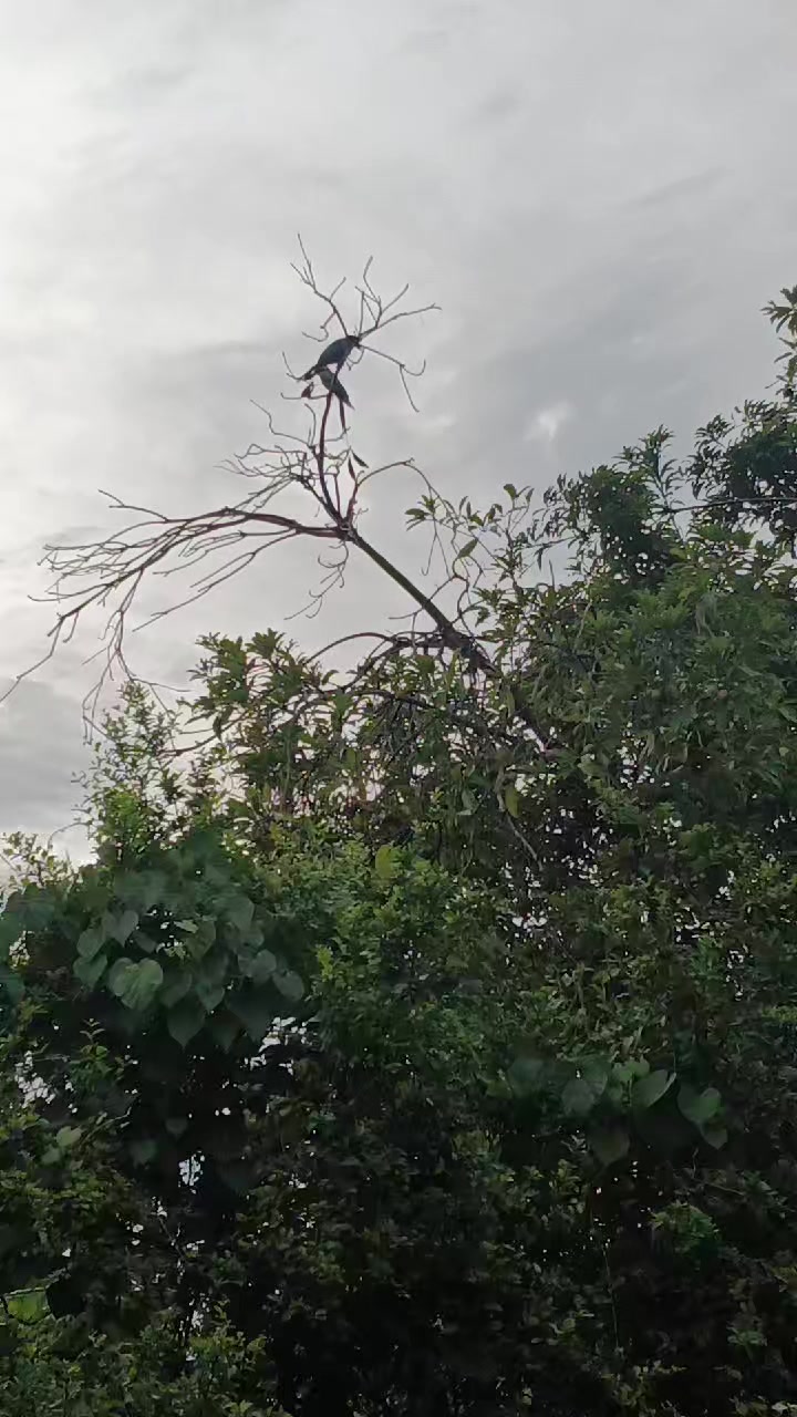 @เมษาราศีเมษ