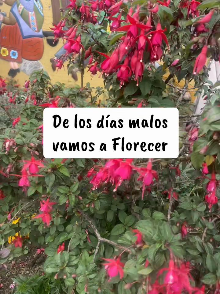 @Elisheba.oficial