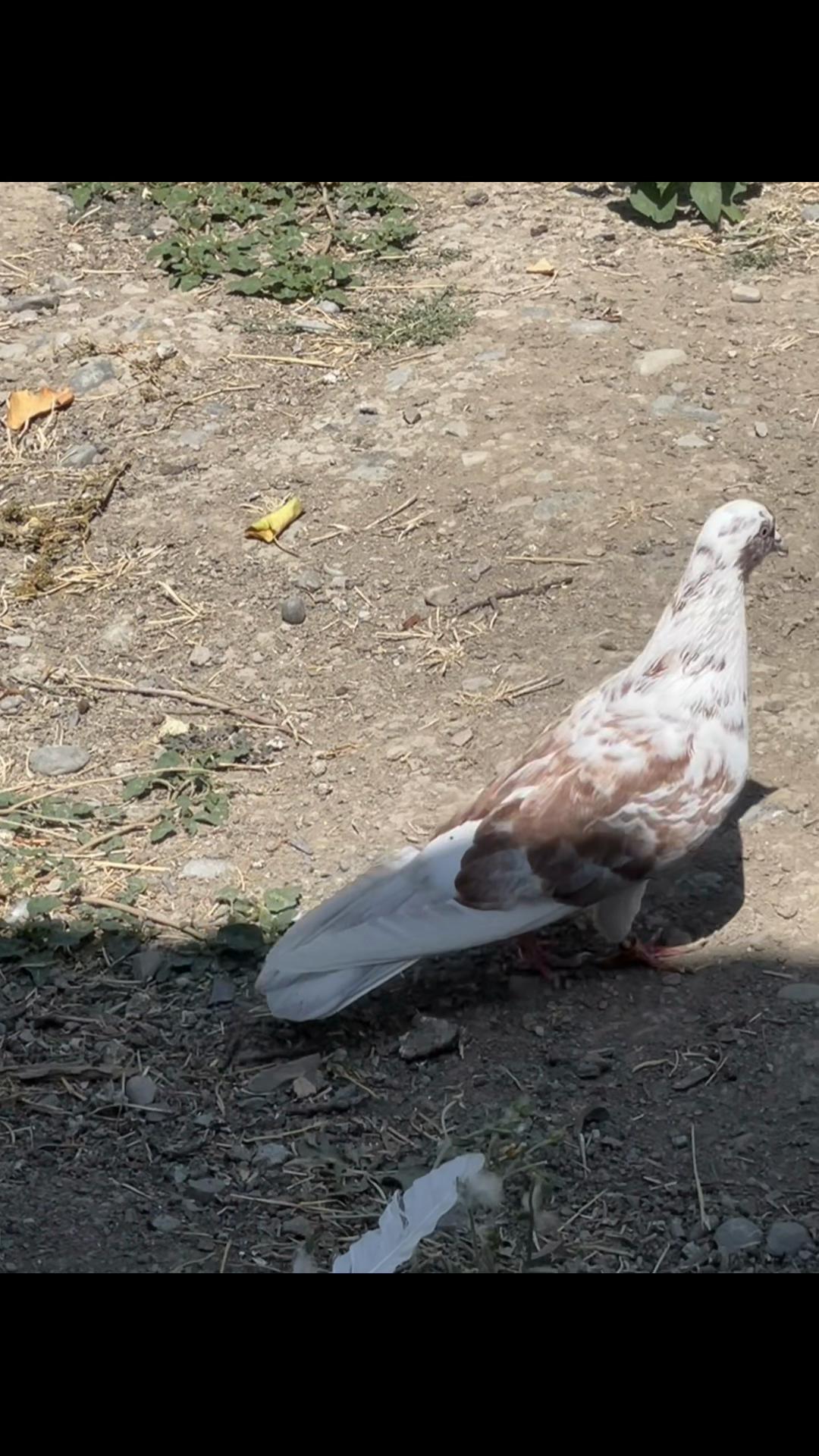 @𝗧𝗲𝘇𝗲 𝗠𝗲𝗵𝗹𝗲 🕊️