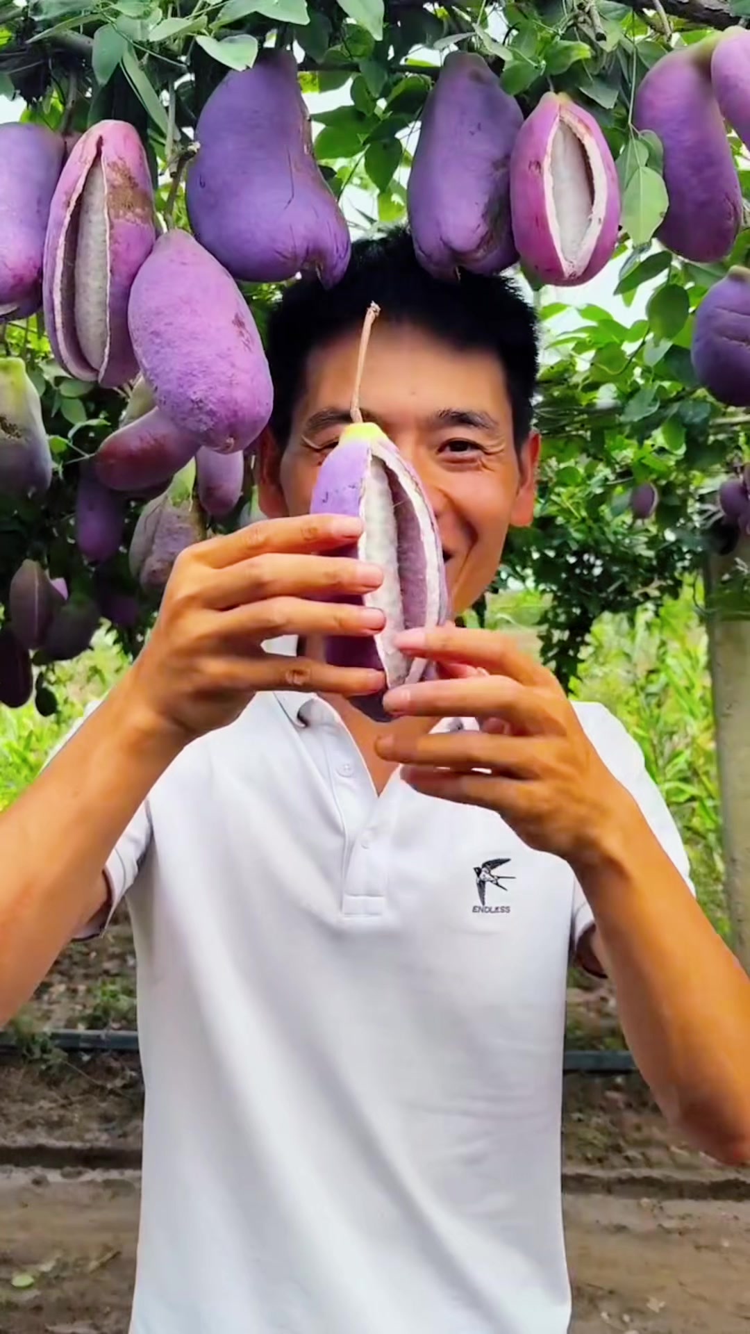 @Fruit happy