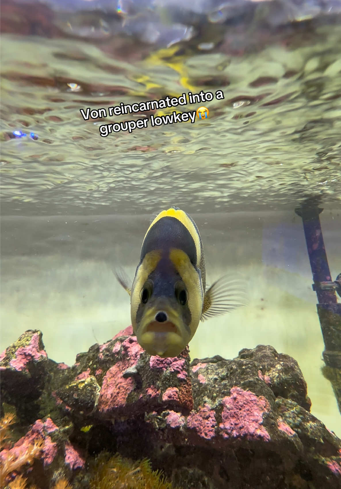@ReefSync