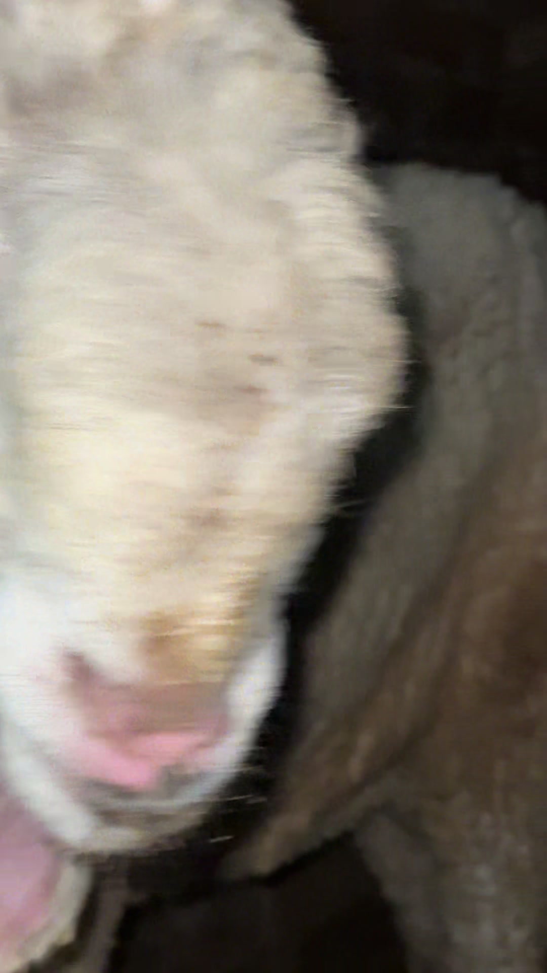 @Shiraz livestock