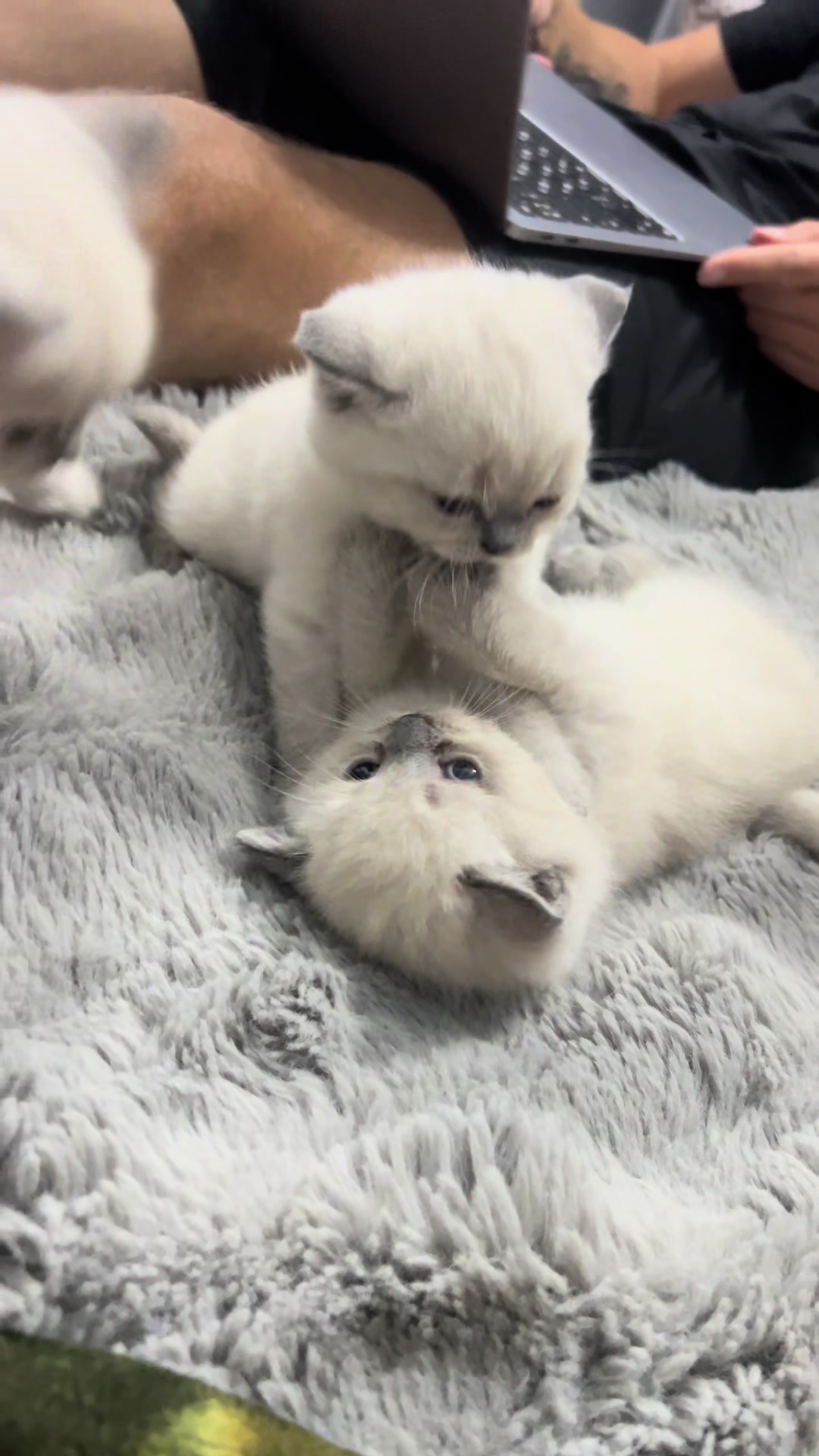 @Трускавецька киця 😻