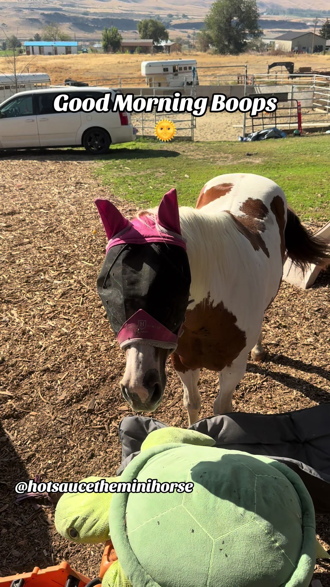 @Hot Sauce the Mini horse 🐎