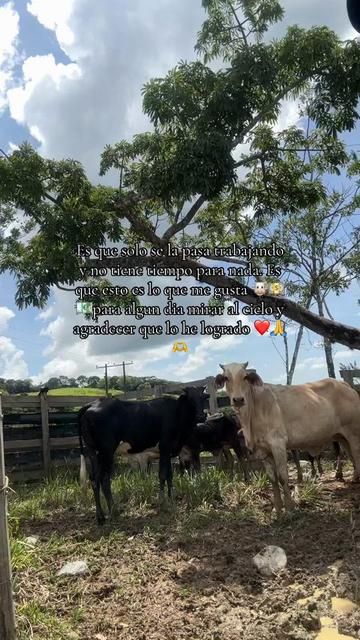 @Nacho cárdenas