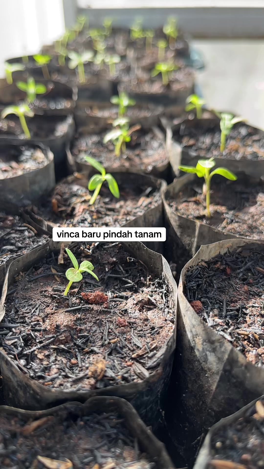 @Xeema_Nursery