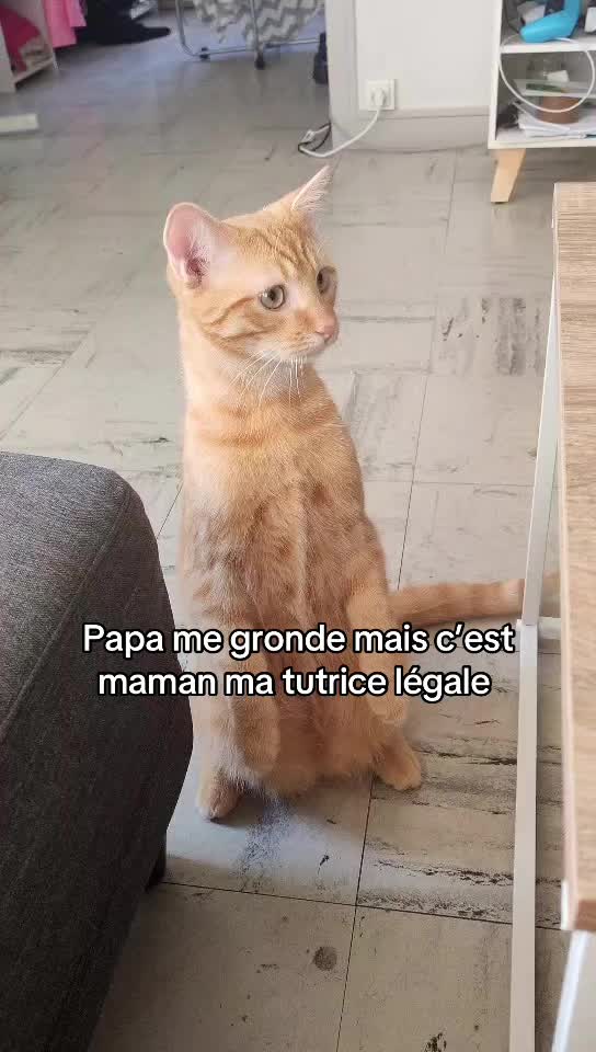 @Bartabé le chat