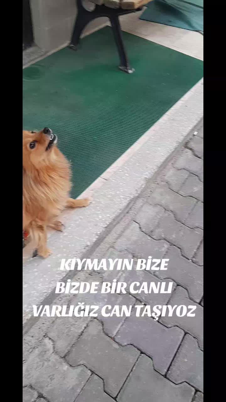 @Hasan Yılmaz