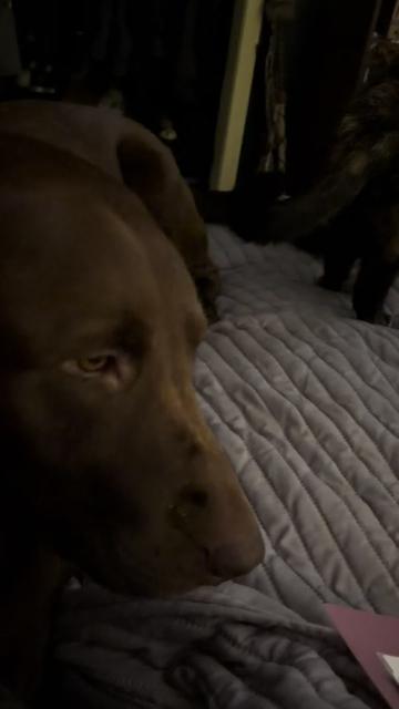@🐈⬛🐈Nicole🦮🐕🦺