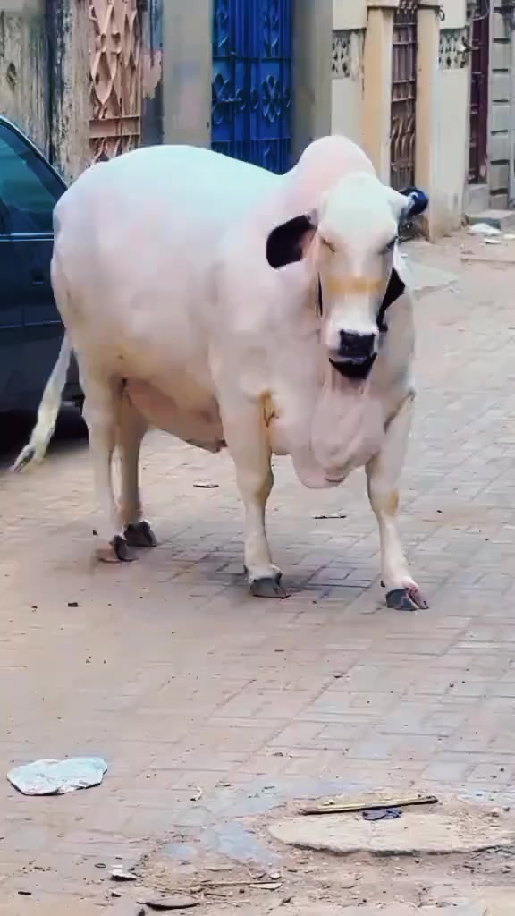 @𝙌𝙐𝙍𝙀𝙎𝙃𝙄🔥𝘾𝘼𝙏𝙏𝙇𝙀