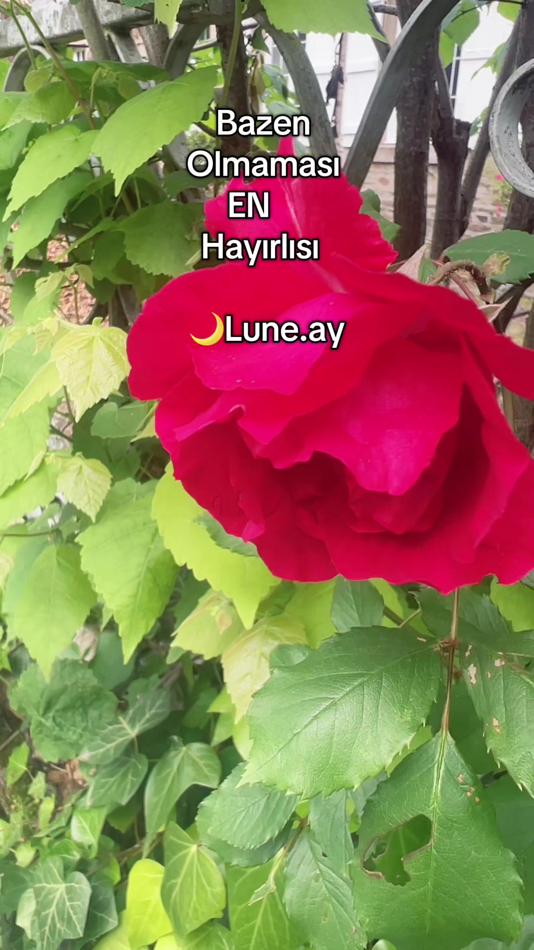 @🌙Lune.ay