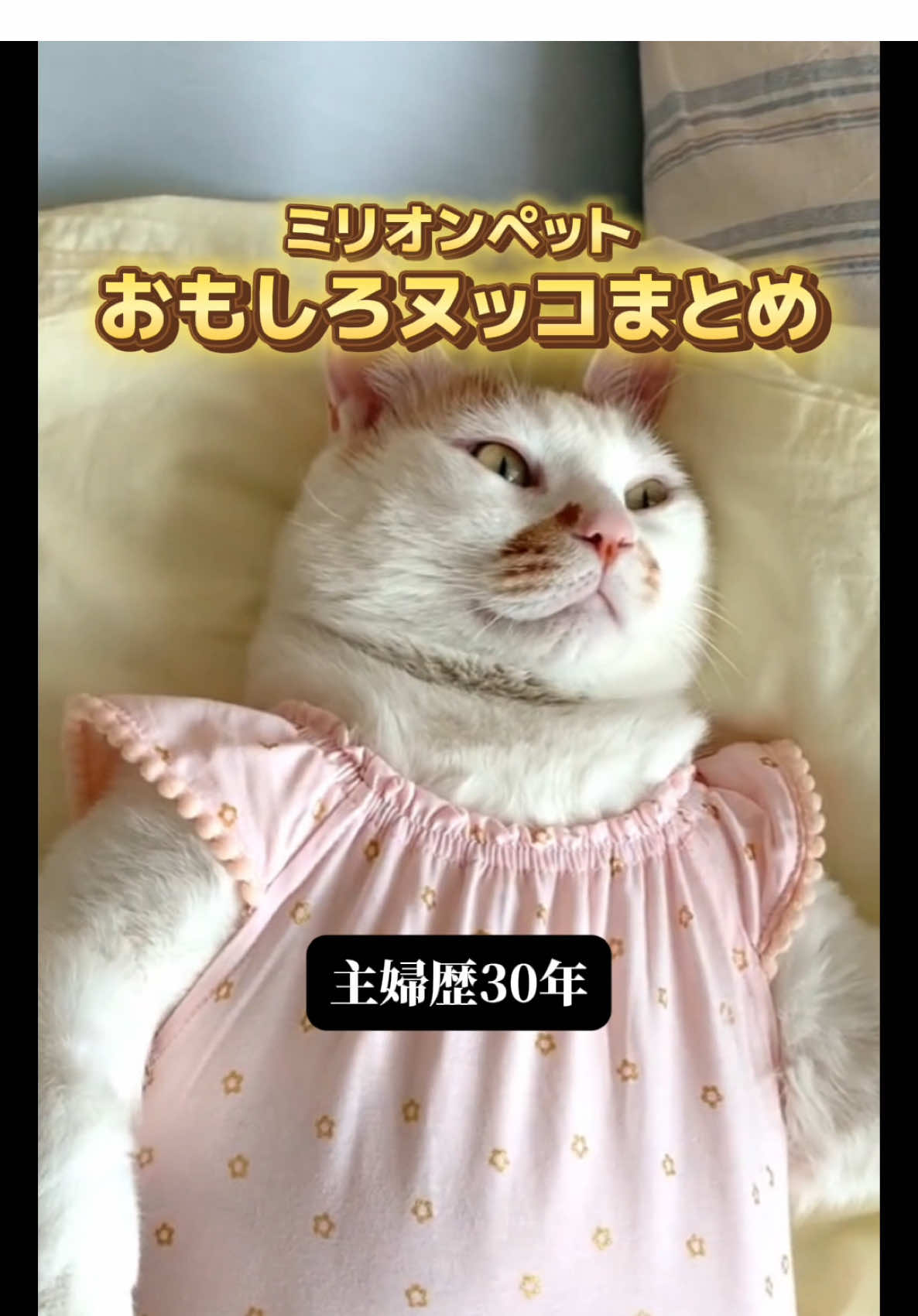 @ミリオンペット