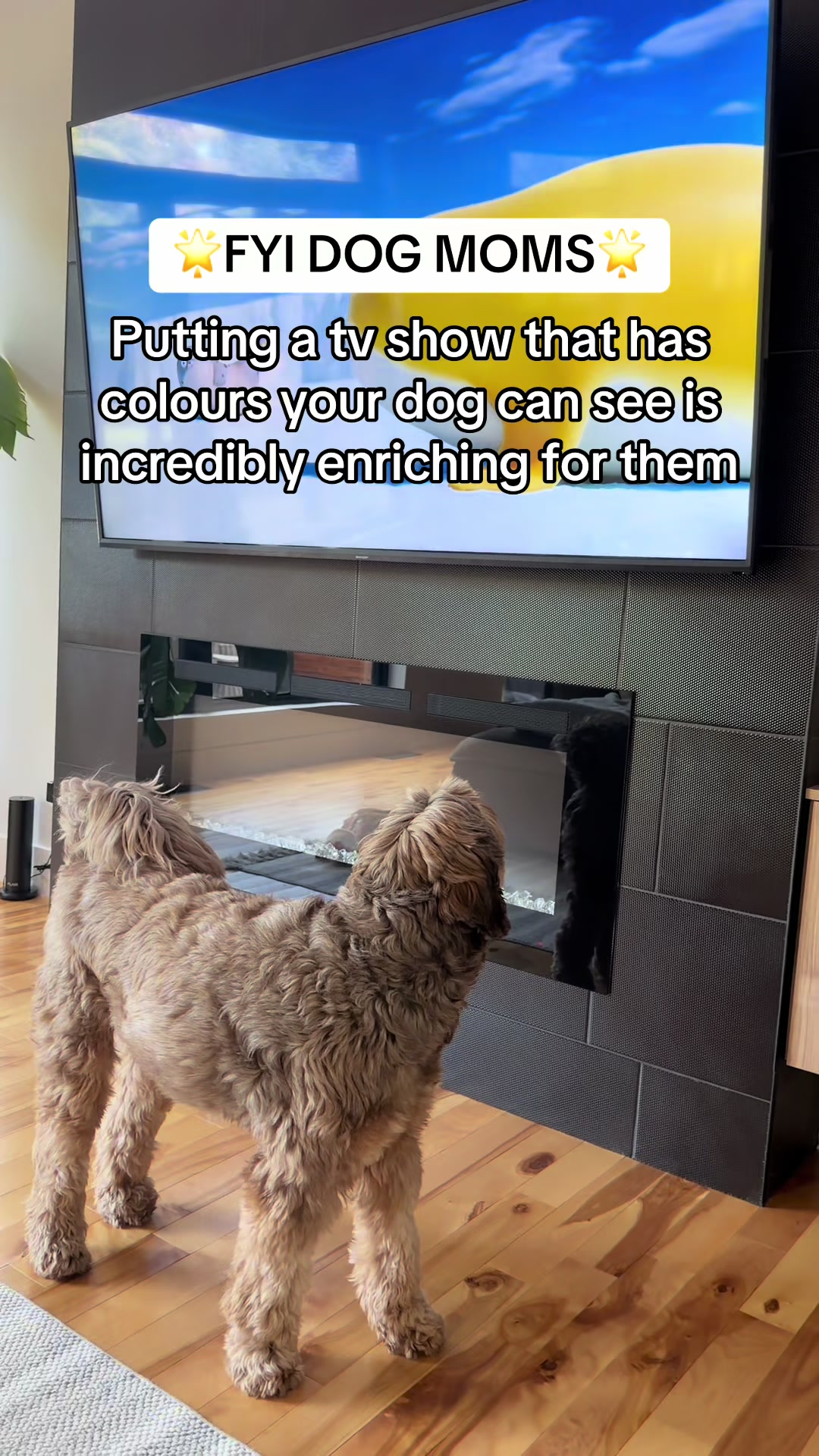 @Dogs Made Simple