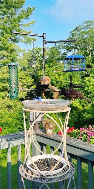 @Backyardbirdz
