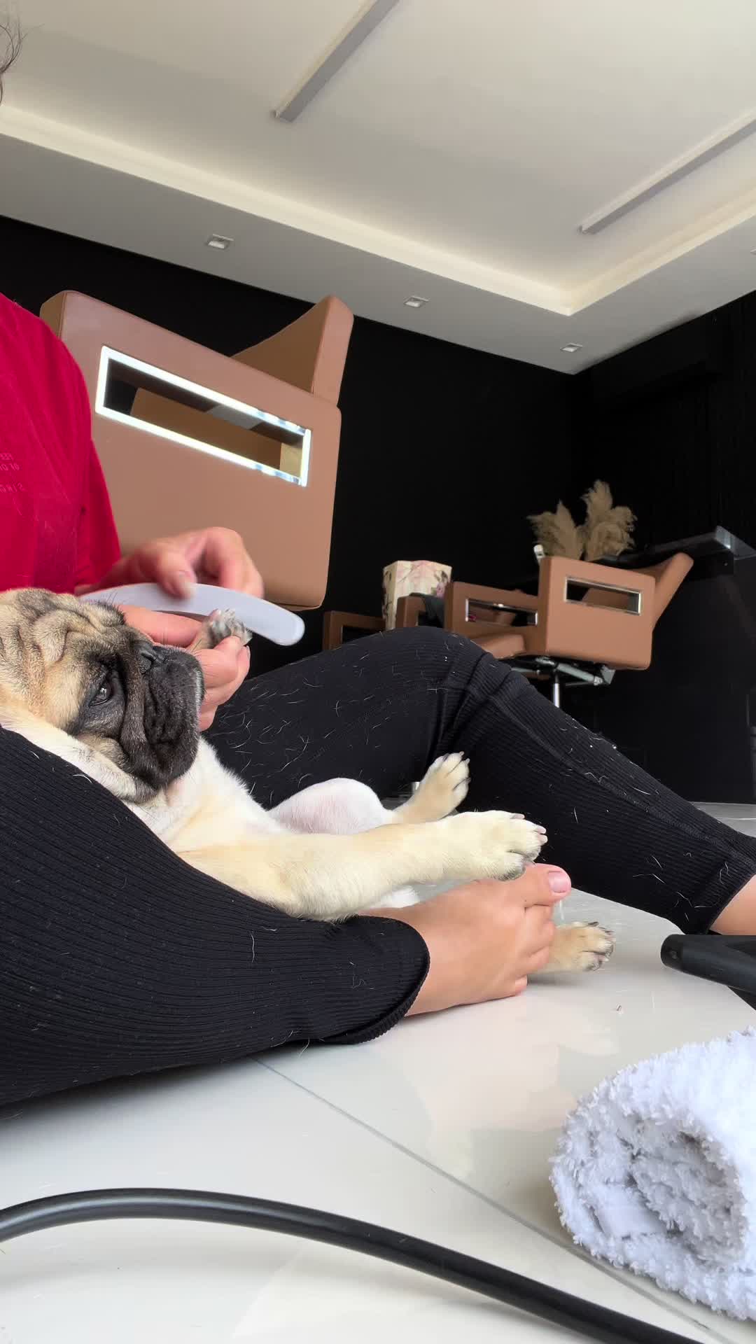 @pugSofyHarry