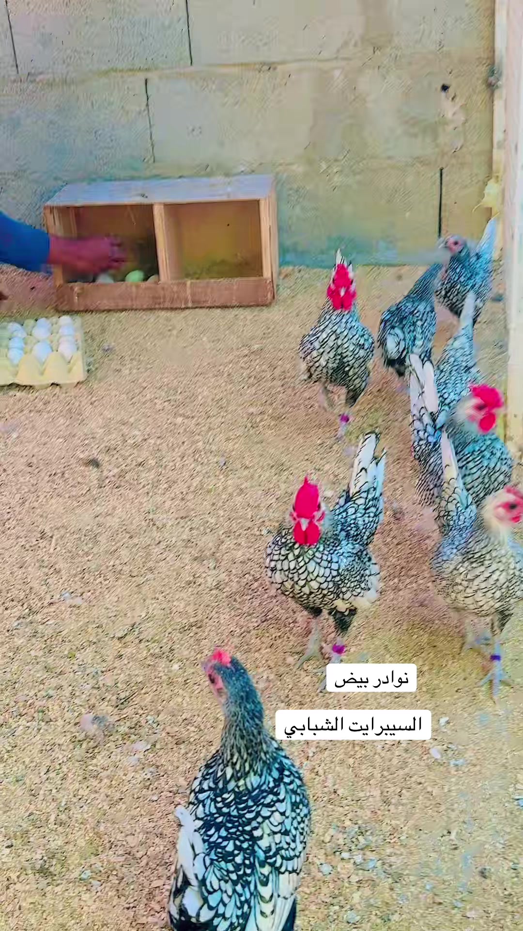 @نوادر الدجاج الزينه