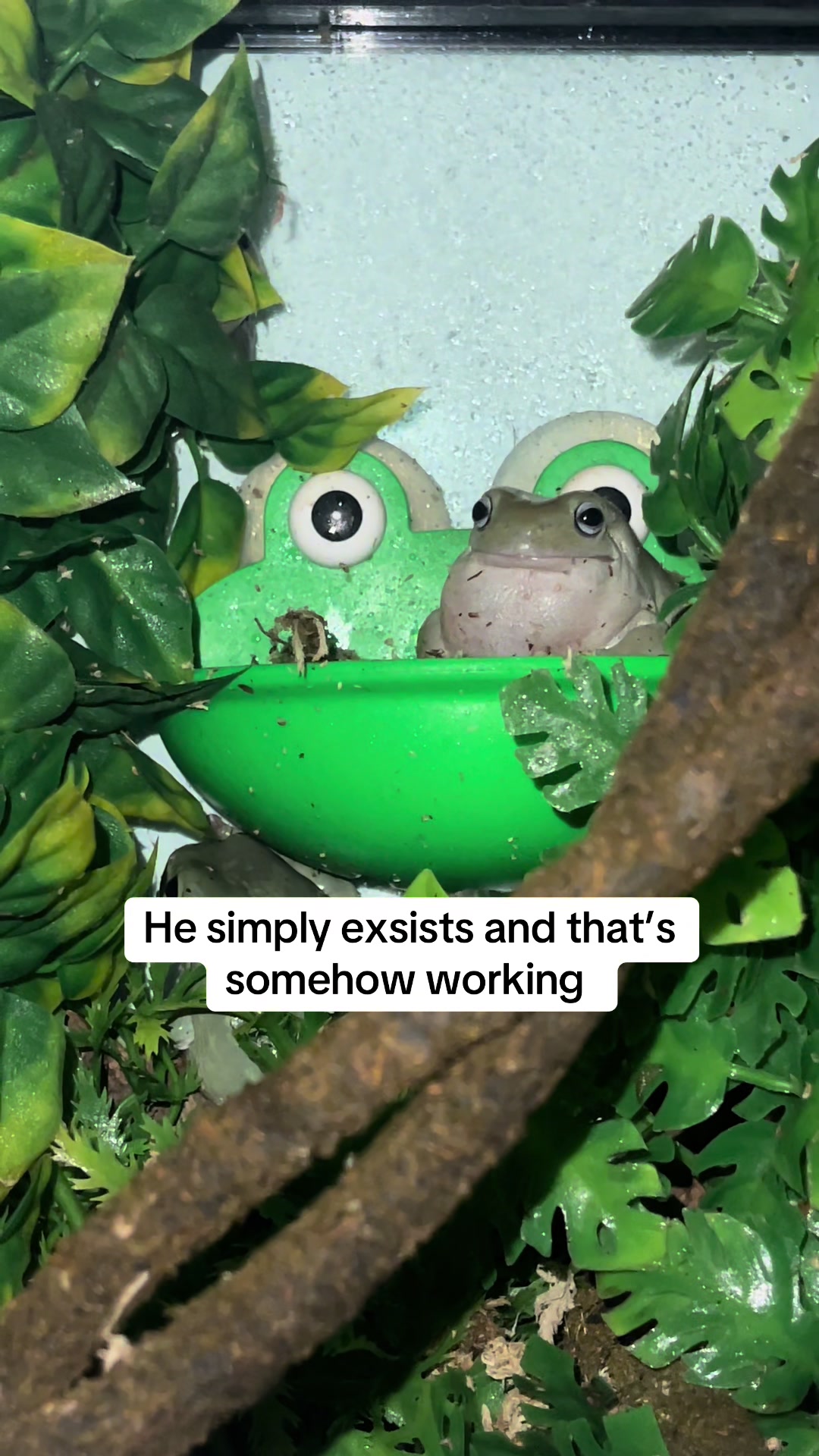 @frogsandoddities