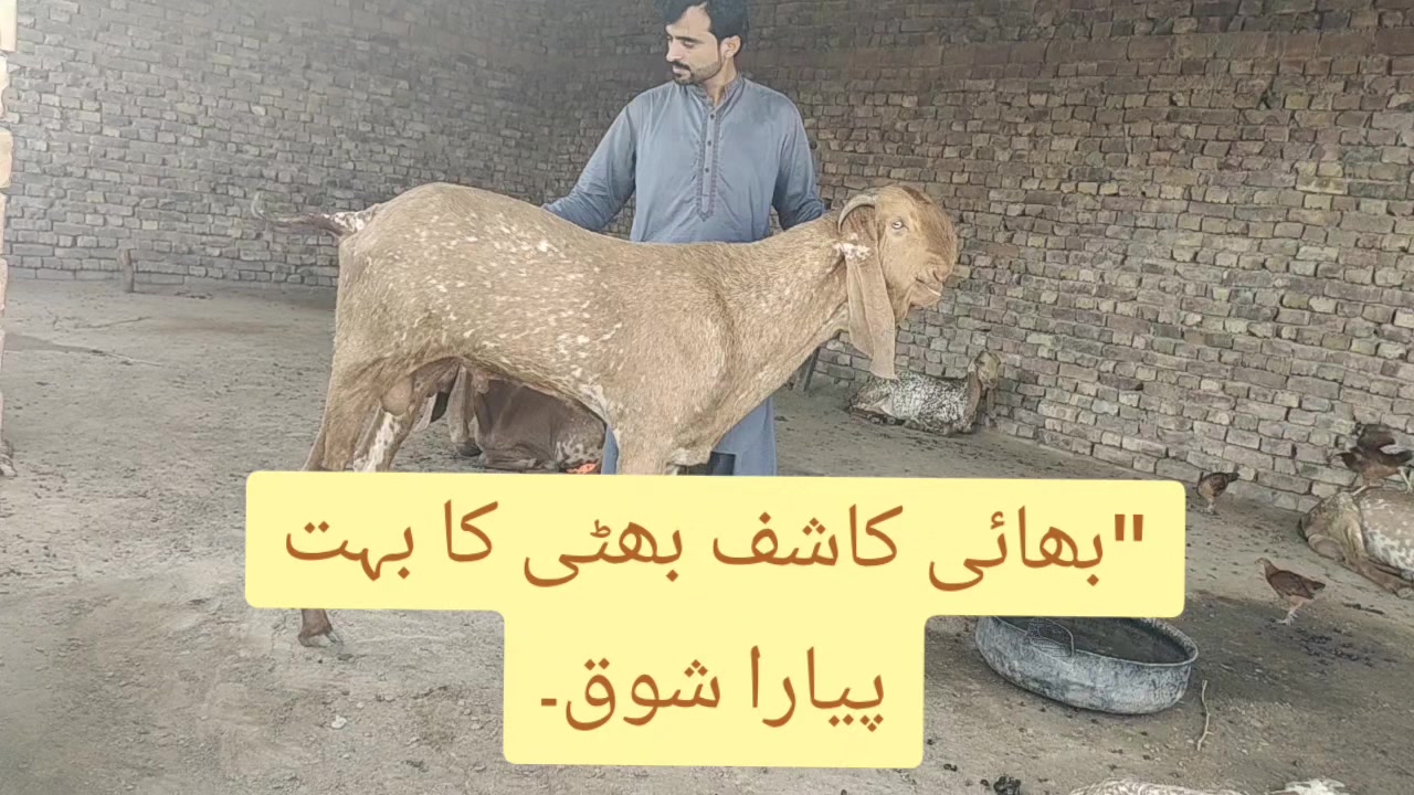 @۔جو مرضی کر لو آخر موت ہے۔
