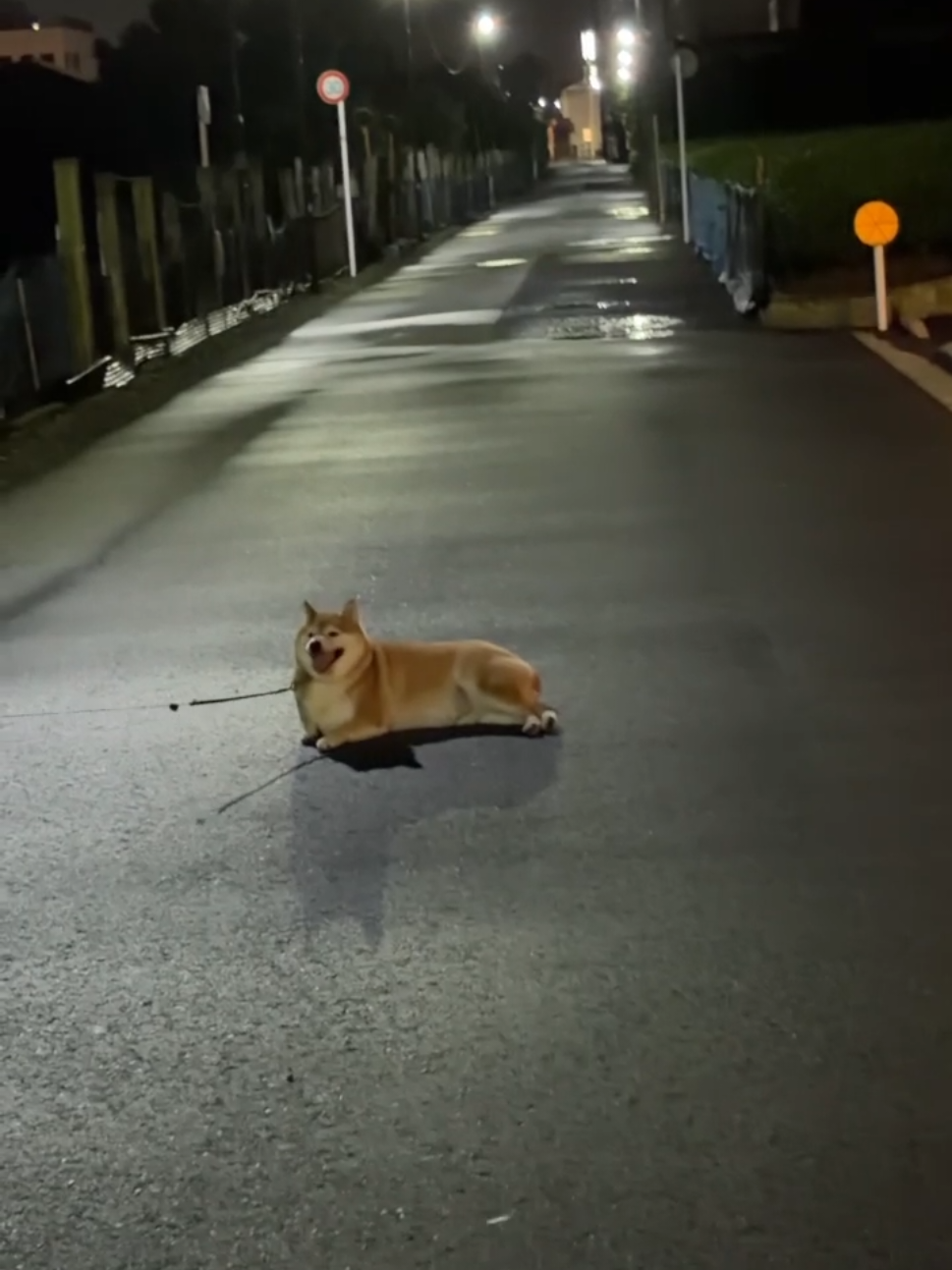 @柴犬とんこつ