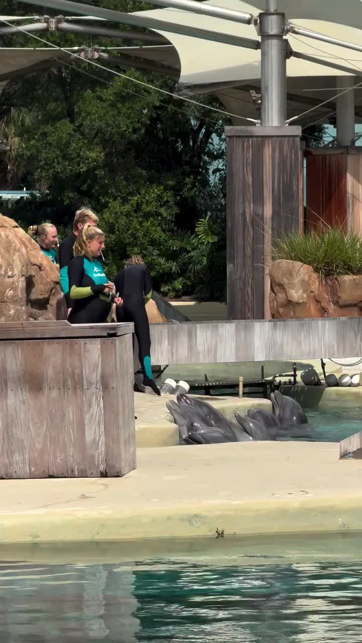 @Dolphin 🐬 World 🌎