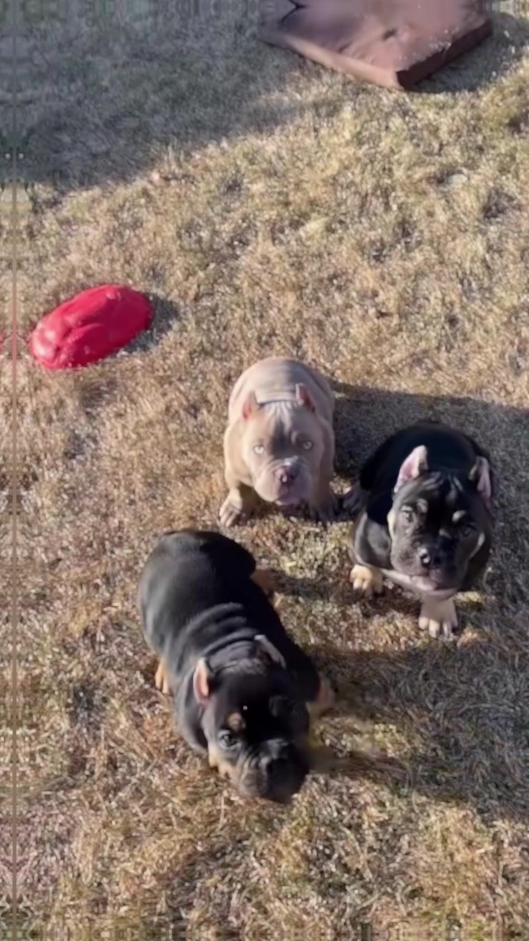 @steelforgedbullies
