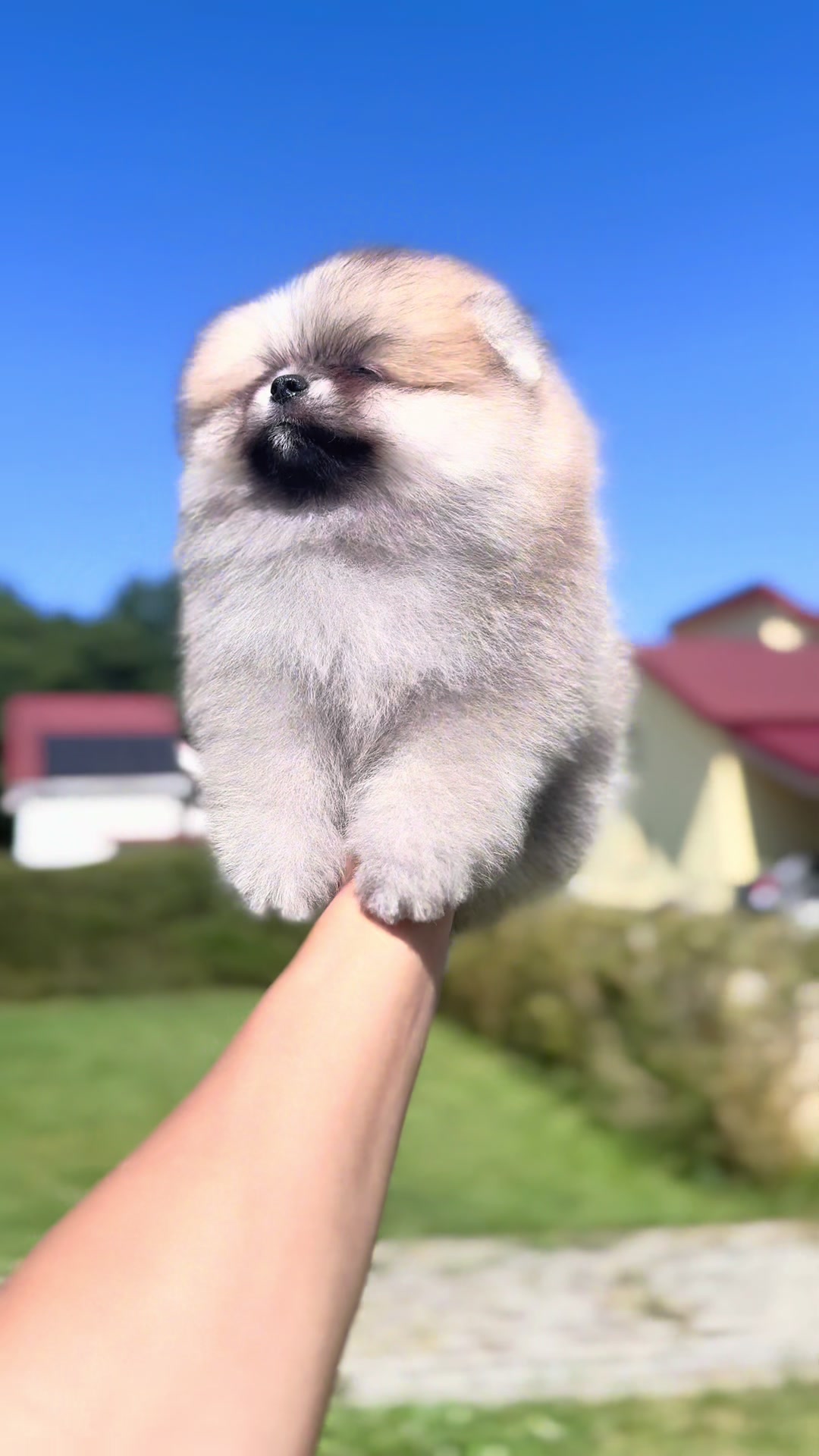 @Pomeranian.Glamour