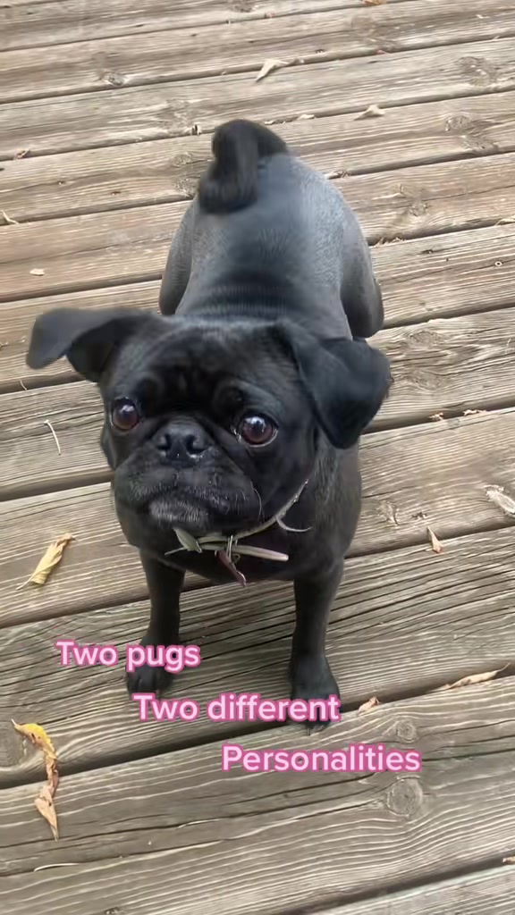 @Pugaddict