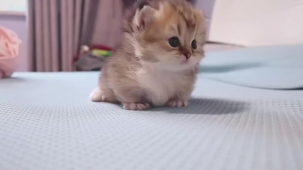 @catbosssss