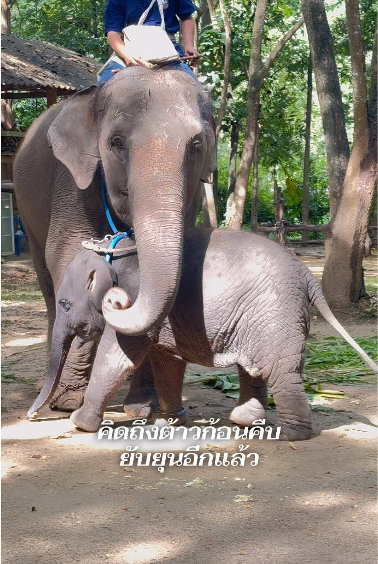 @หญิง ธิติกานต์ Official