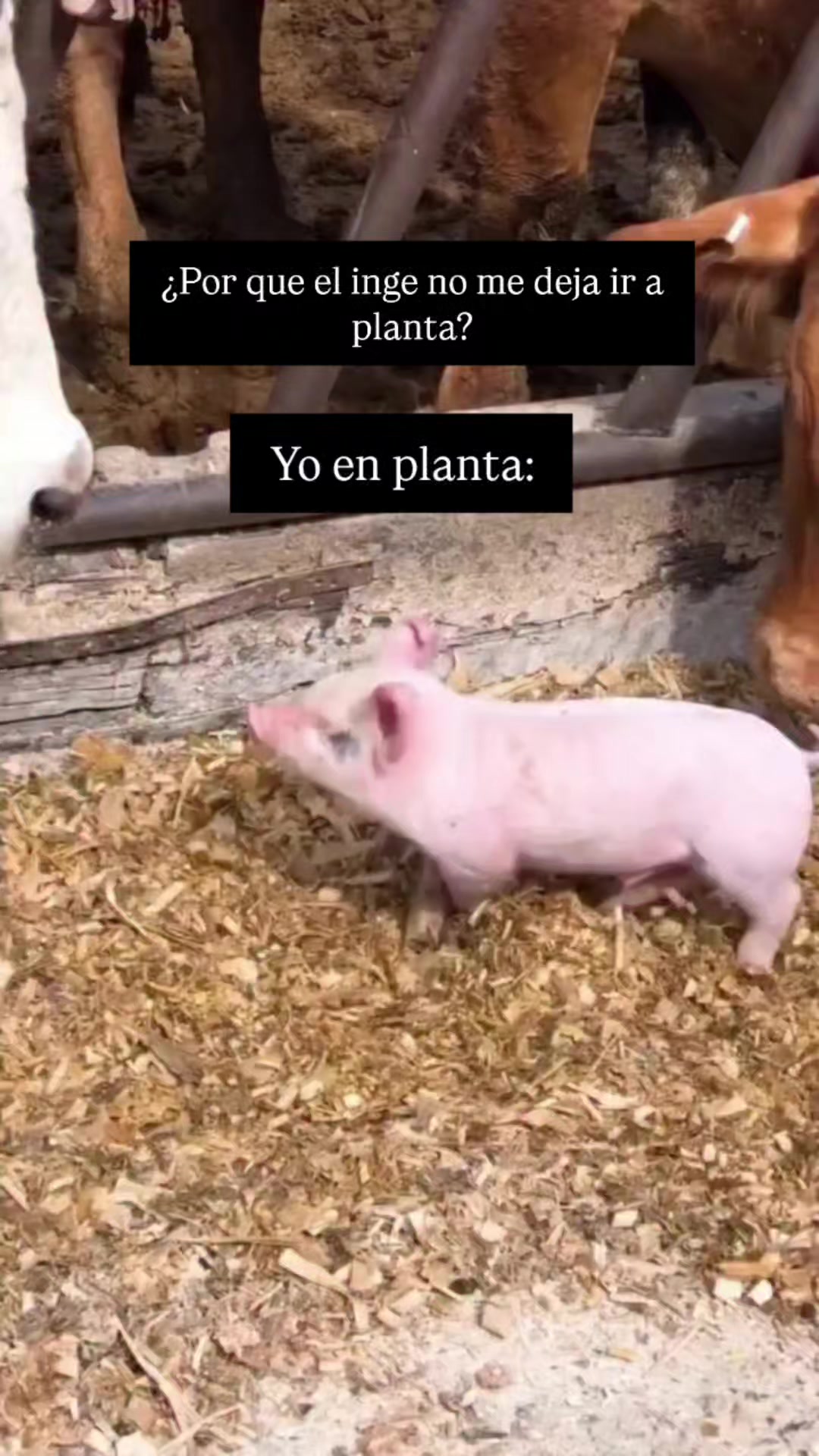 @alejandra flores