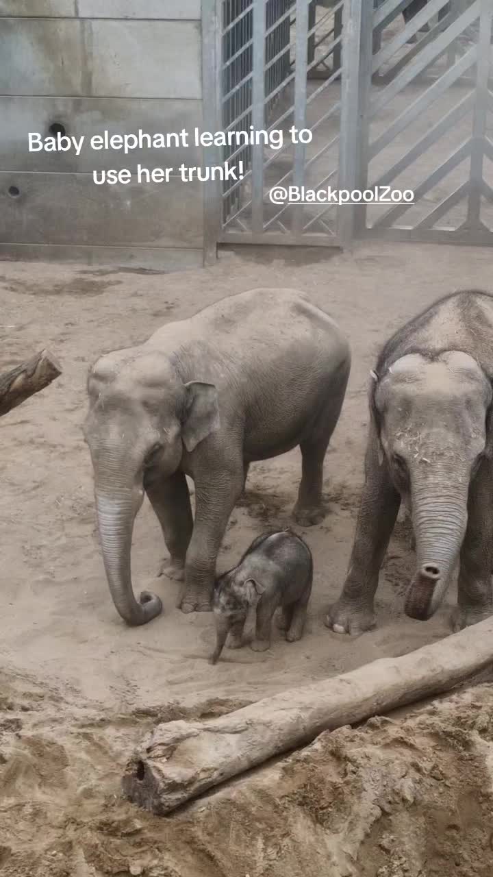 @Amber's Animal Adventures
