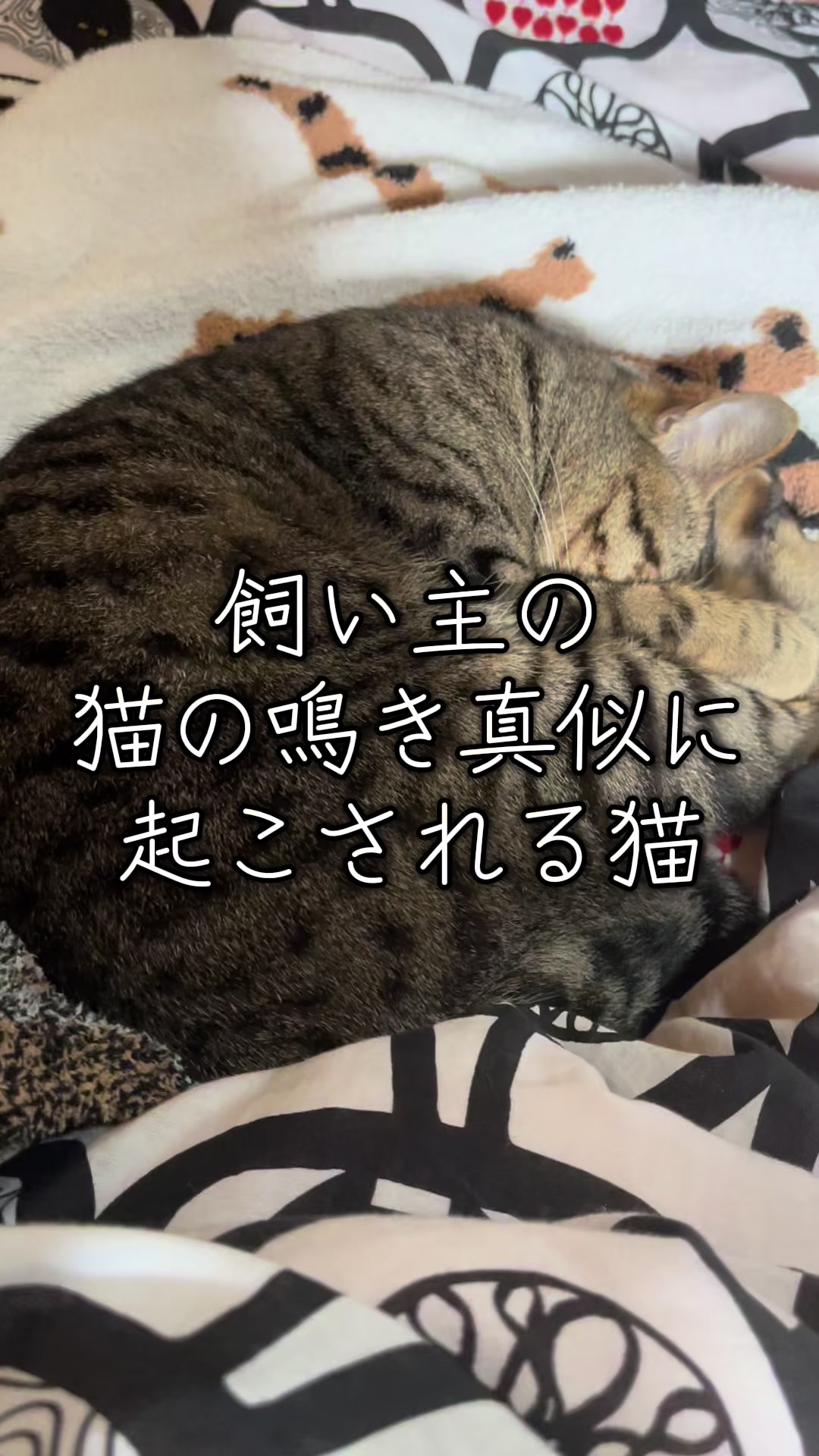 @美味しいトマトの研究所🍅🦌