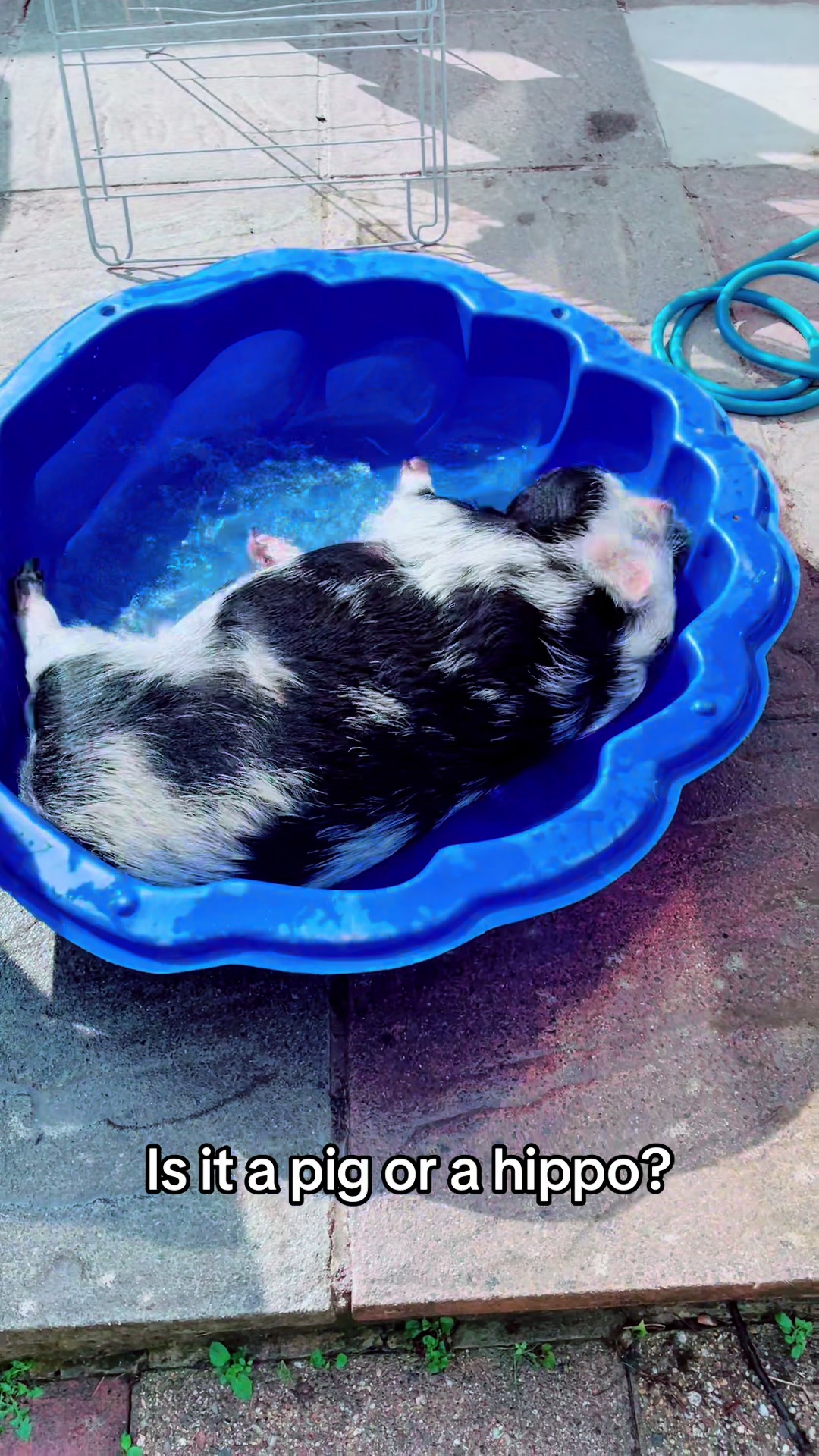 @Pig in the house