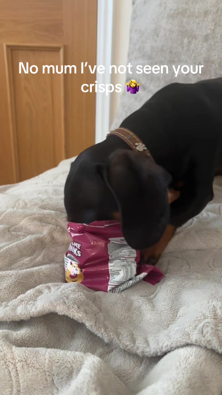 @Emily ][ DachshundDiaries