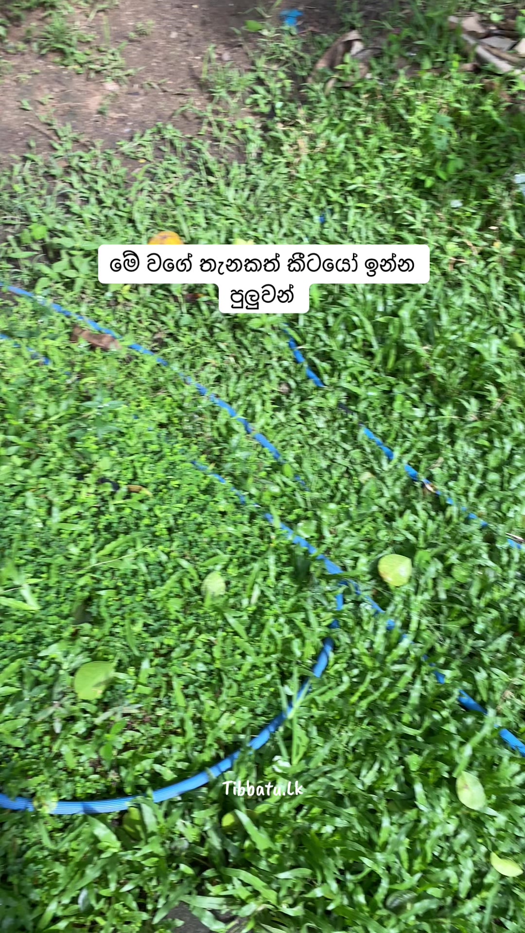 @Thibbatu.Lk