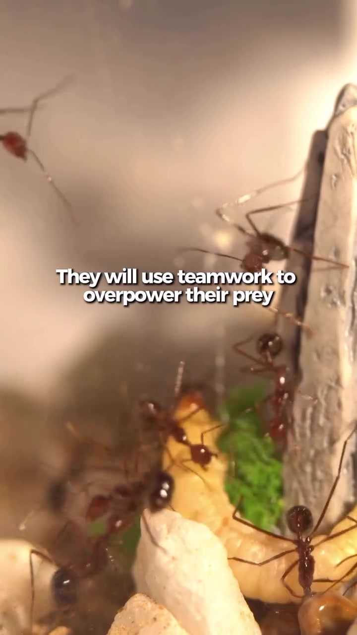 @antshq