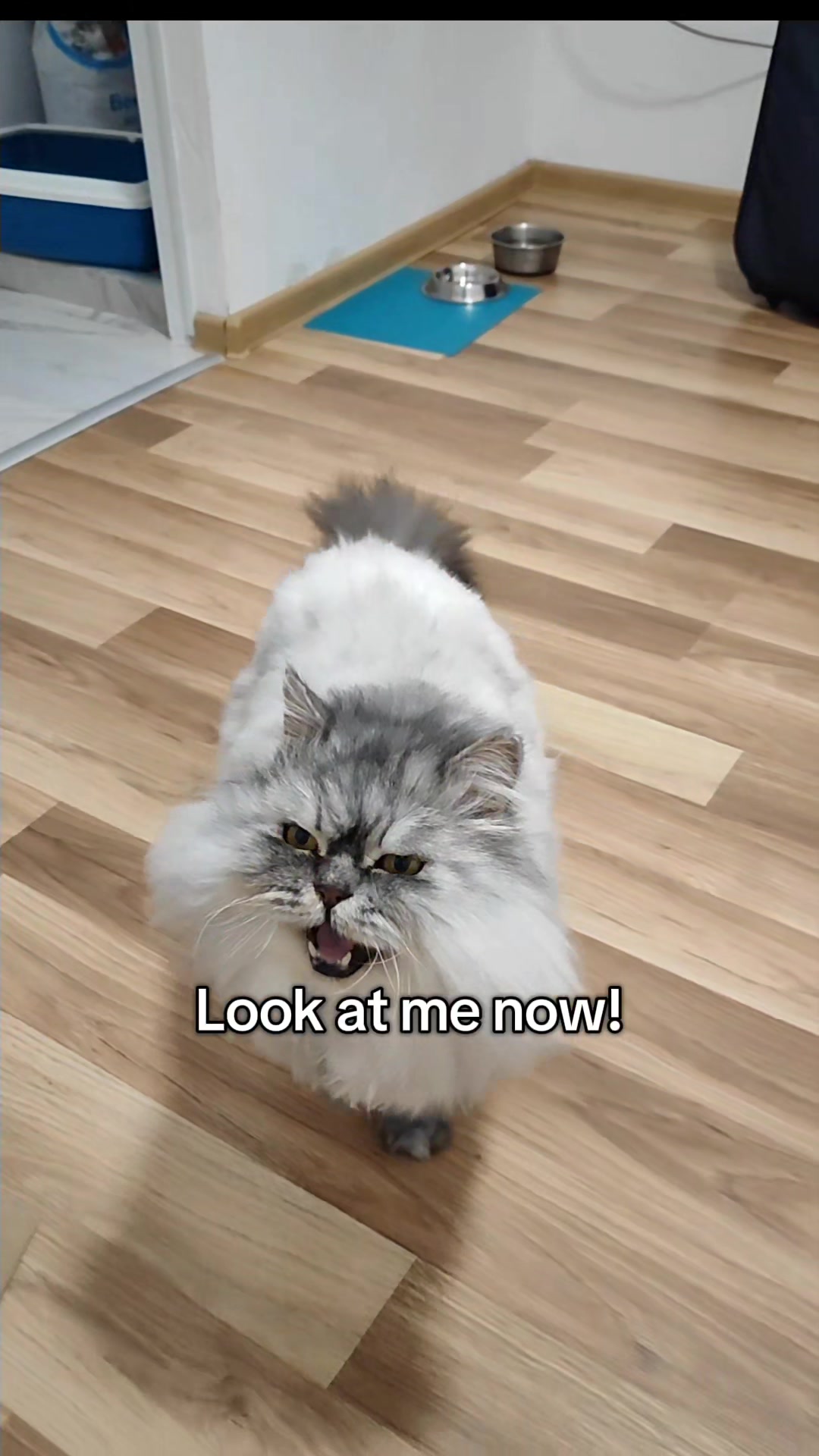 @Fluffy and Pixie