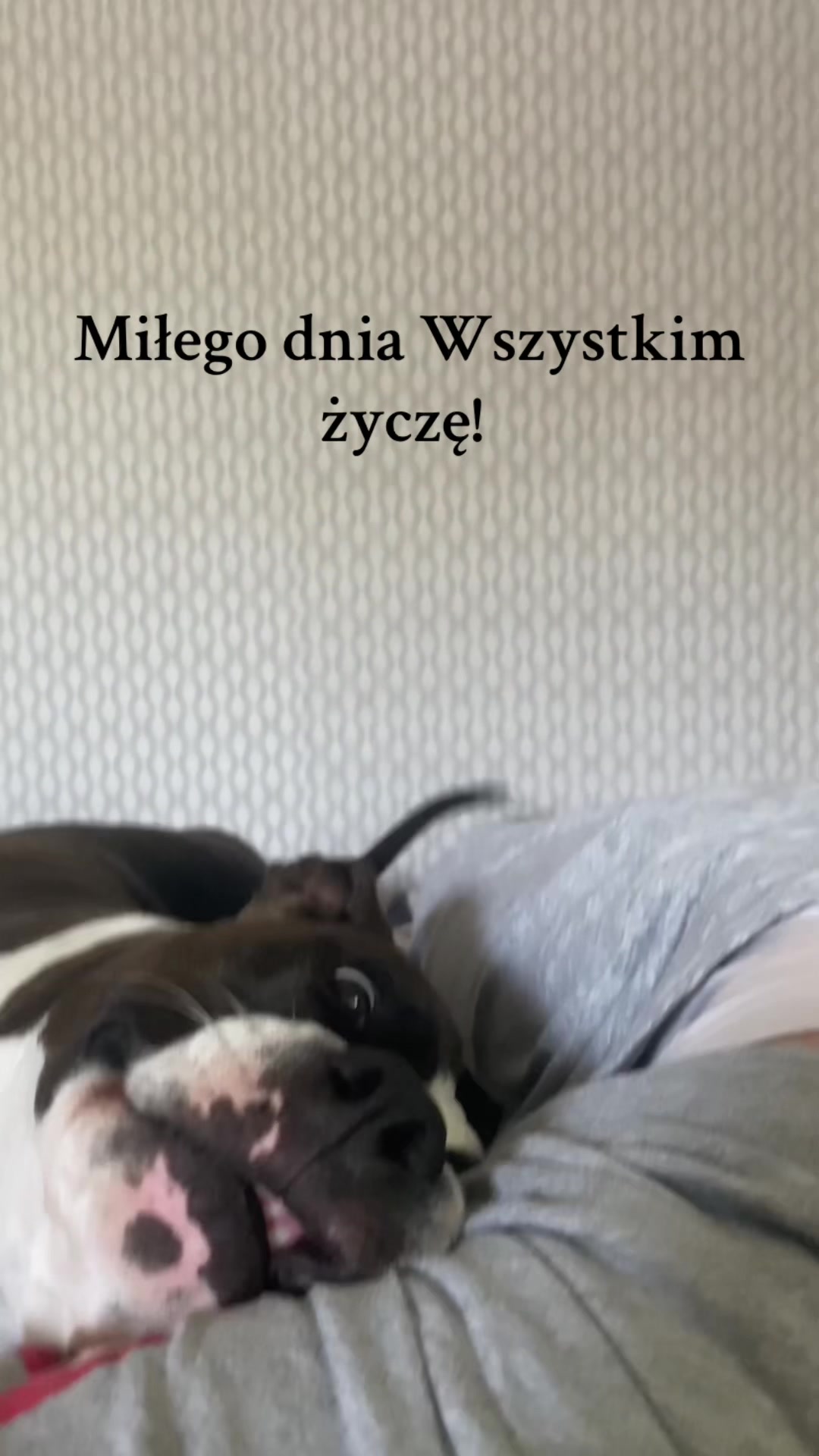 @happy_petsitterka