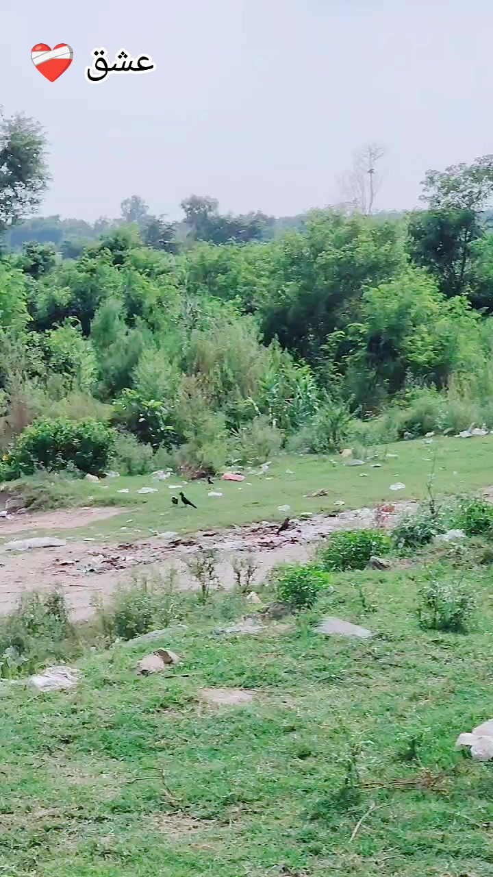 @چوہدری دانش پسوال ❤️🐯