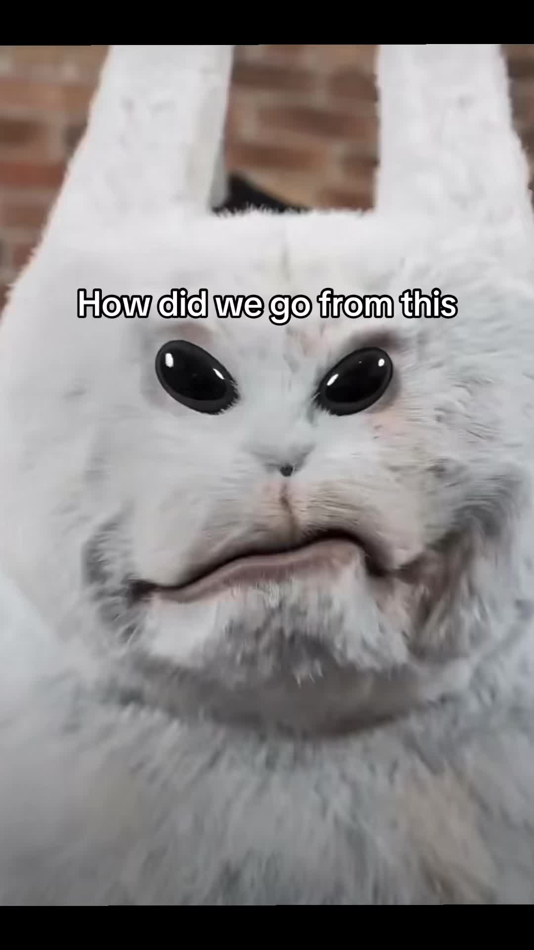 @juniorj